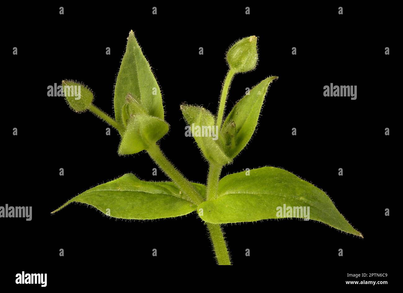 Water Chickweed (Stellaria aquatica). Immataure Inflorescence Closeup Stock Photo
