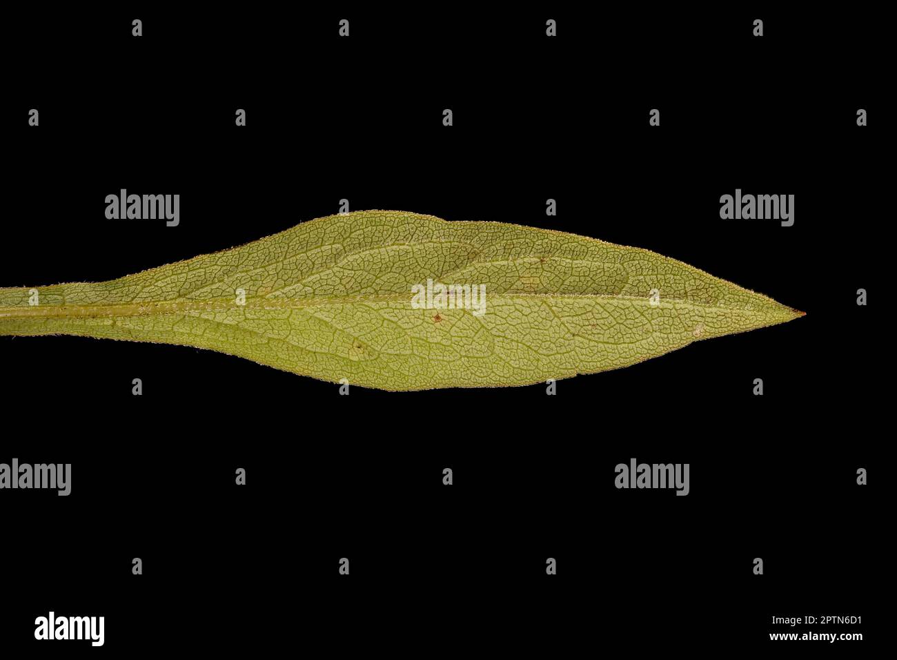 European Goldenrod (Solidago virgaurea). Leaf Closeup Stock Photo