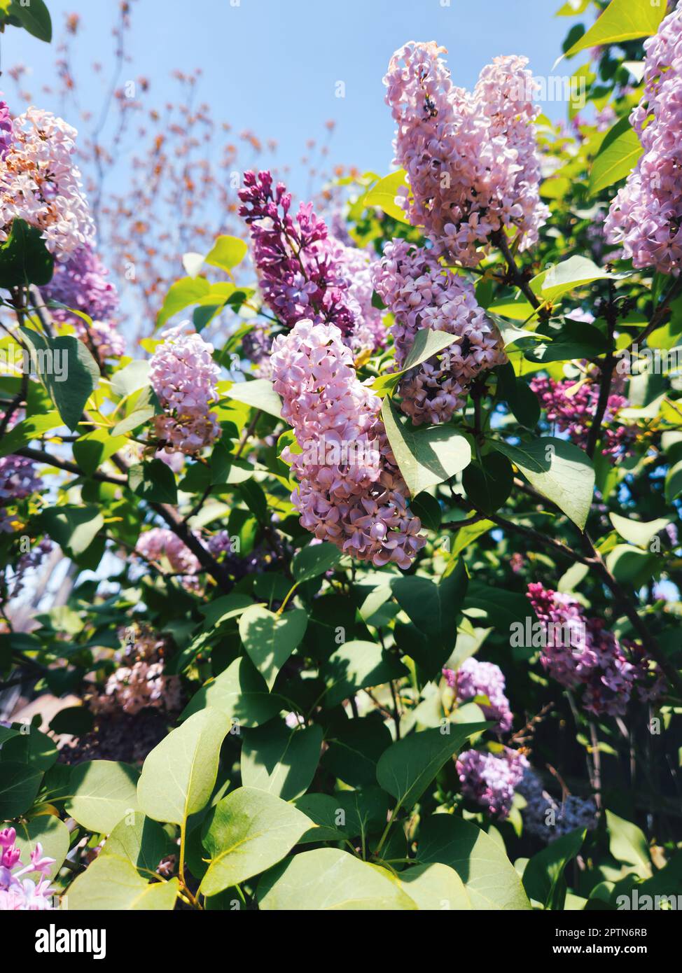 Lilac Blooming in Spring Time Stock Photo