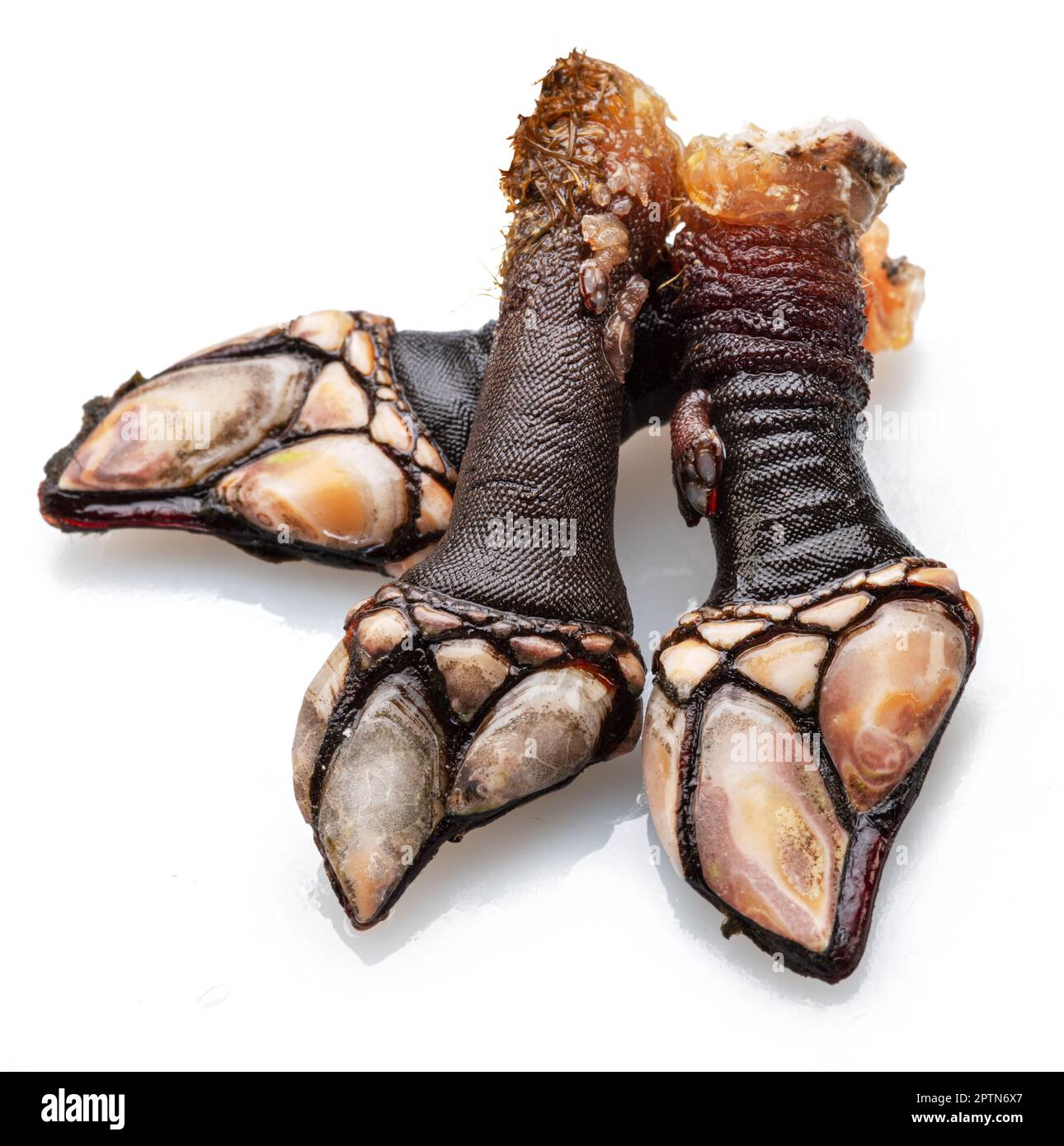 Raw goose barnacles close up isolated on white background. Stock Photo