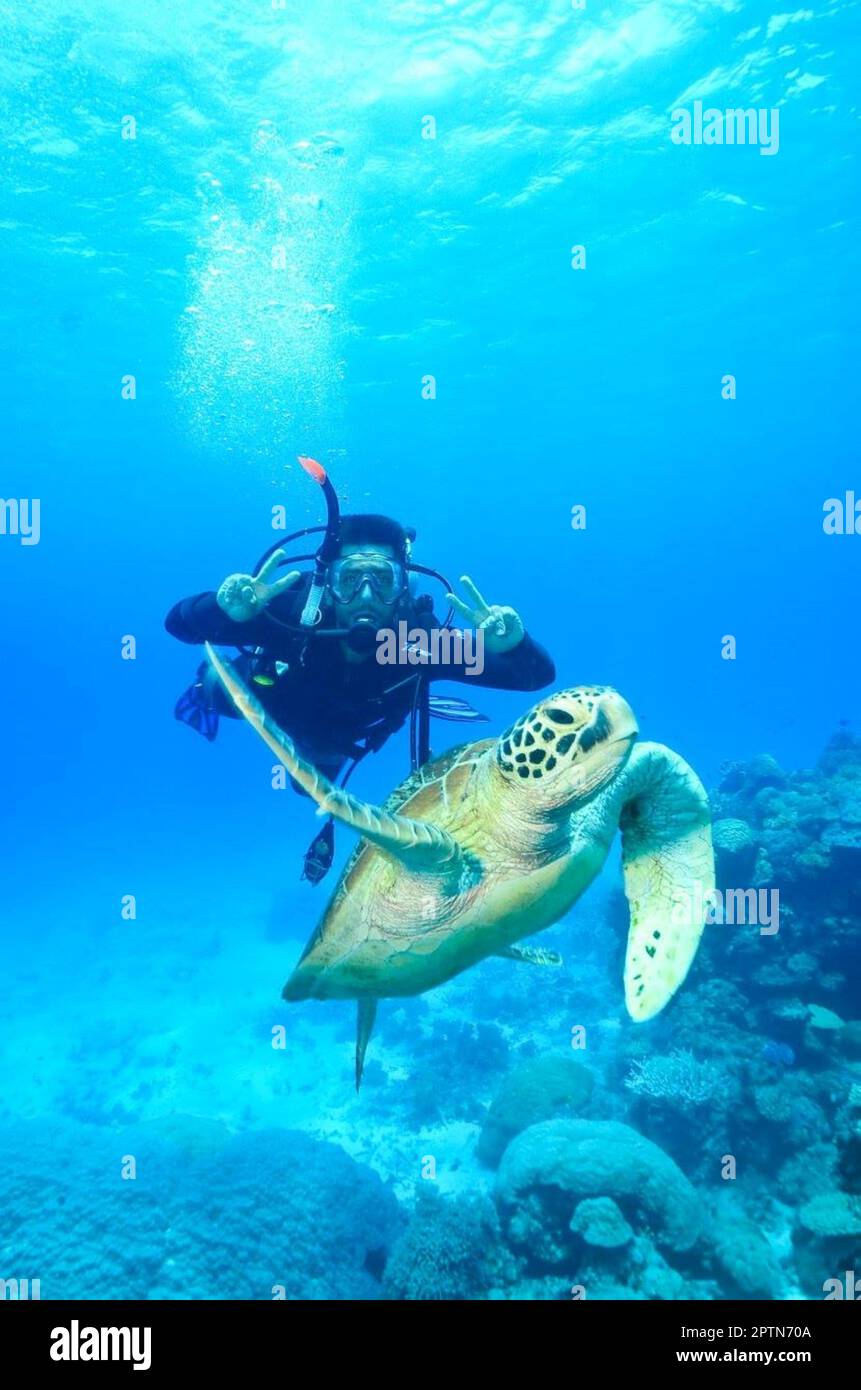 Turtle with a background Diver posing at Great Barrier Reef Stock Photo