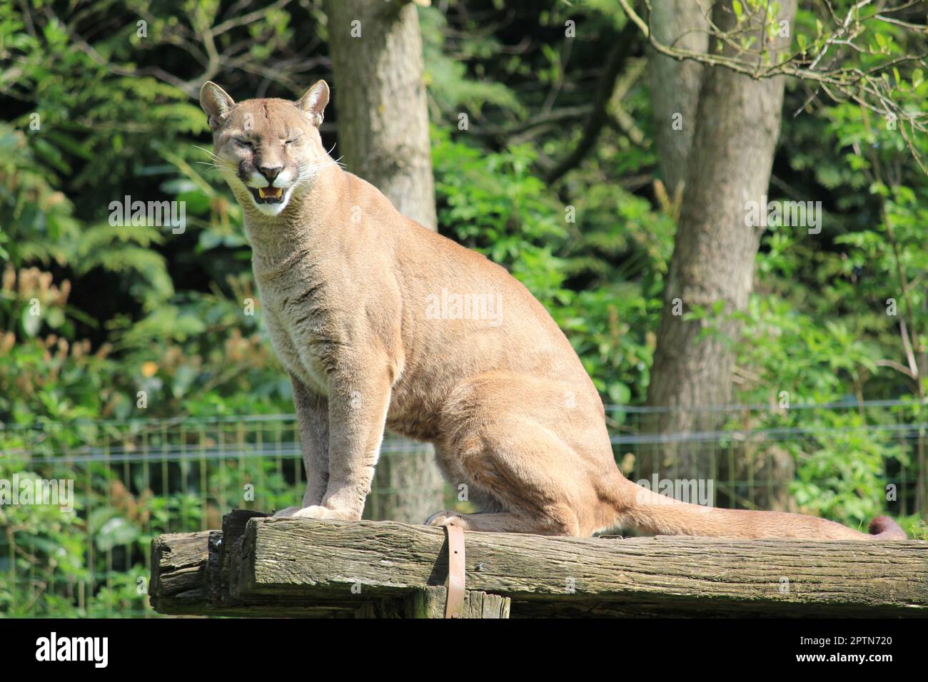 Cougar feet hi-res stock photography and images - Alamy