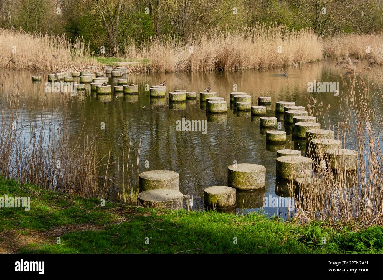 Concrete stepping stones in a pond as path of a footpath in