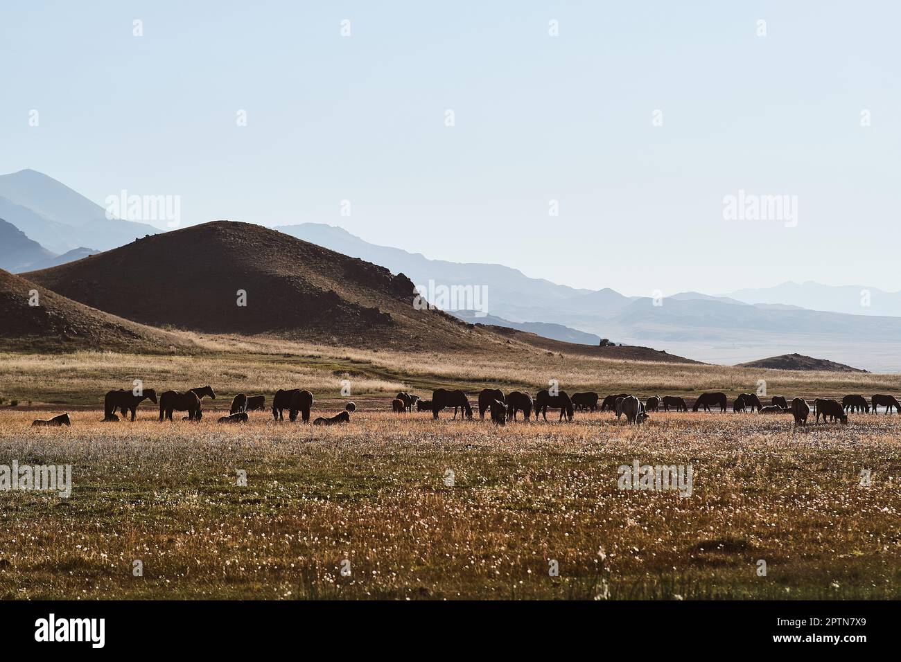 Horses standing on field, hills on the background Stock Photo