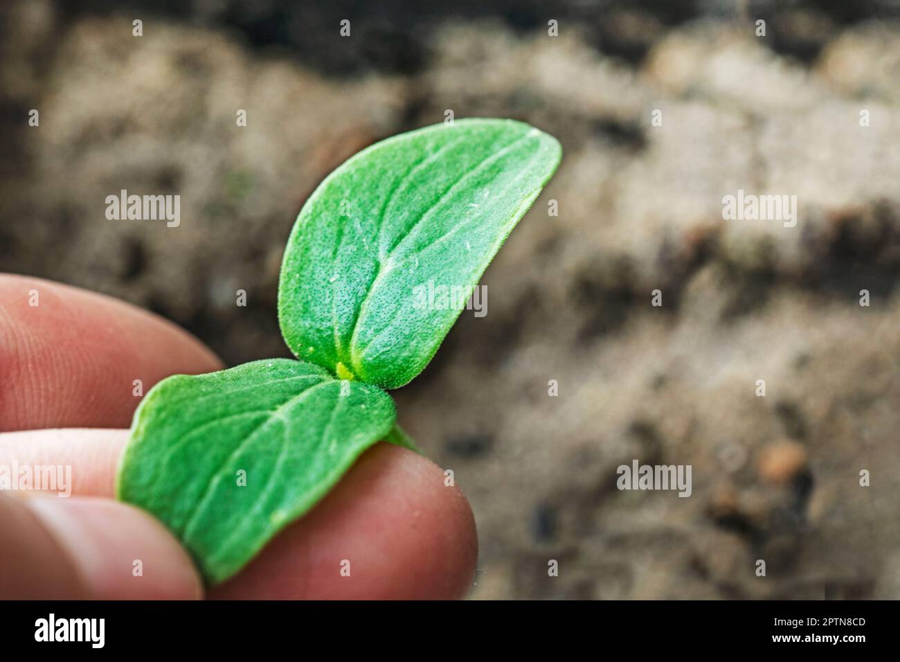 hold a young leaf of cucumber seedlings in your fingers. diseases and pests of cucumbers Stock Photo