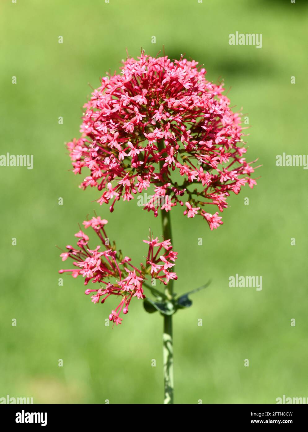Spornblume, Centranthus ruber ist eine attraktive und Insekten liebende Blume. Spornflower, Centranthus ruber is an attractive and insect-loving flowe Stock Photo
