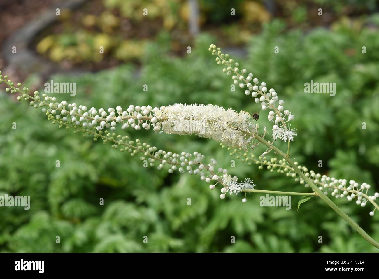 Traubensilberkerze, Cimicifuga racemosa ist eine wichtige  Heil- und Arzneipflanze. Black cohosh, Cimicifuga racemosa is an important medicinal and me Stock Photo