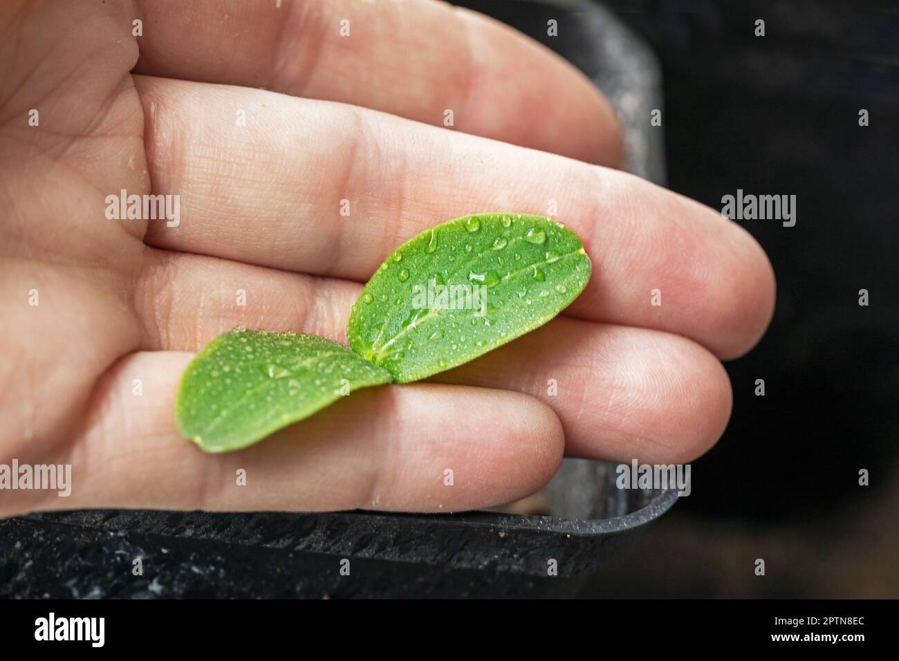hold in hands a young leaf of cucumber seedlings. diseases and pests of cucumbers Stock Photo