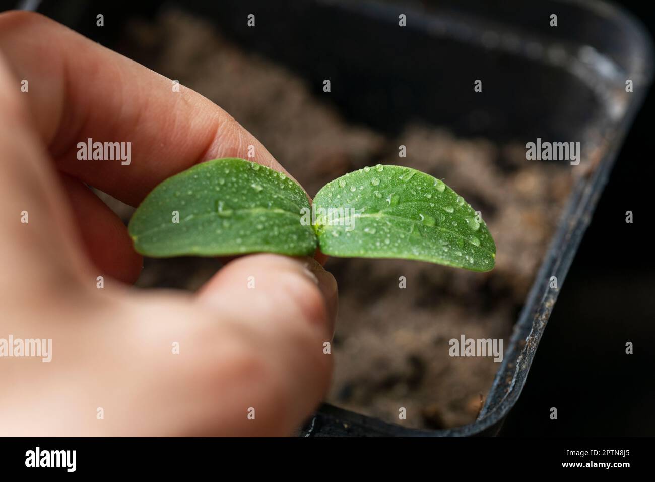 plant young seedlings of cucumber. diseases and pests of cucumbers Stock Photo