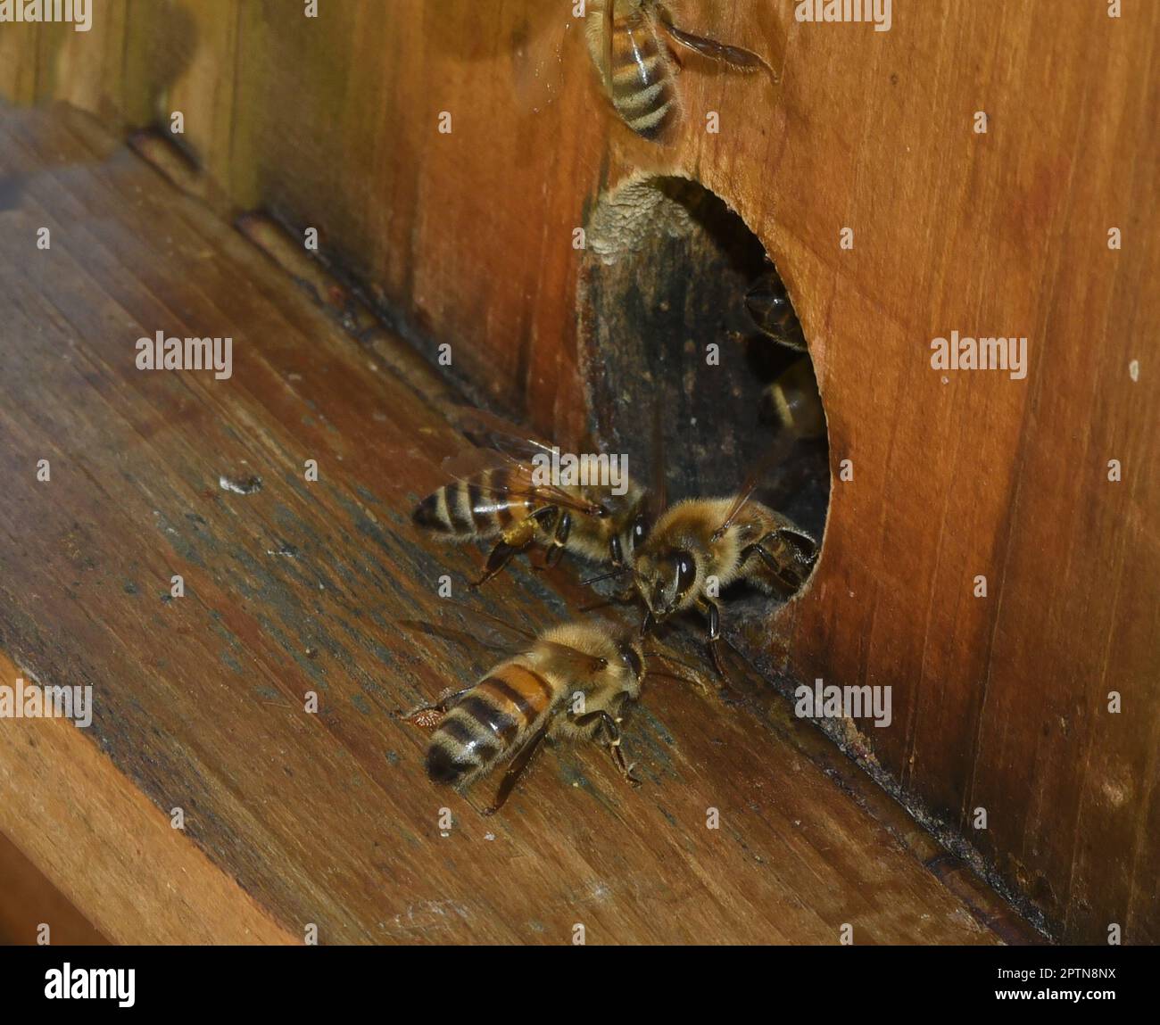 Biene, Apis mellifera, ist ein wichtiges Insekt zur Bestaeubung von Pflanzen und zum Sammeln von Honig. Honey bee, Apis mellifera, is an important ins Stock Photo