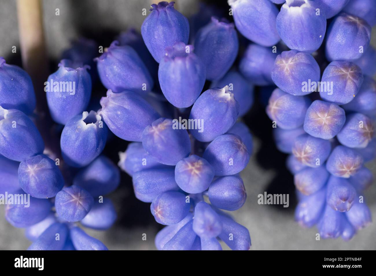 un bellissimo fiore di colore blu, foto macro di muscari azzurro. Stock Photo