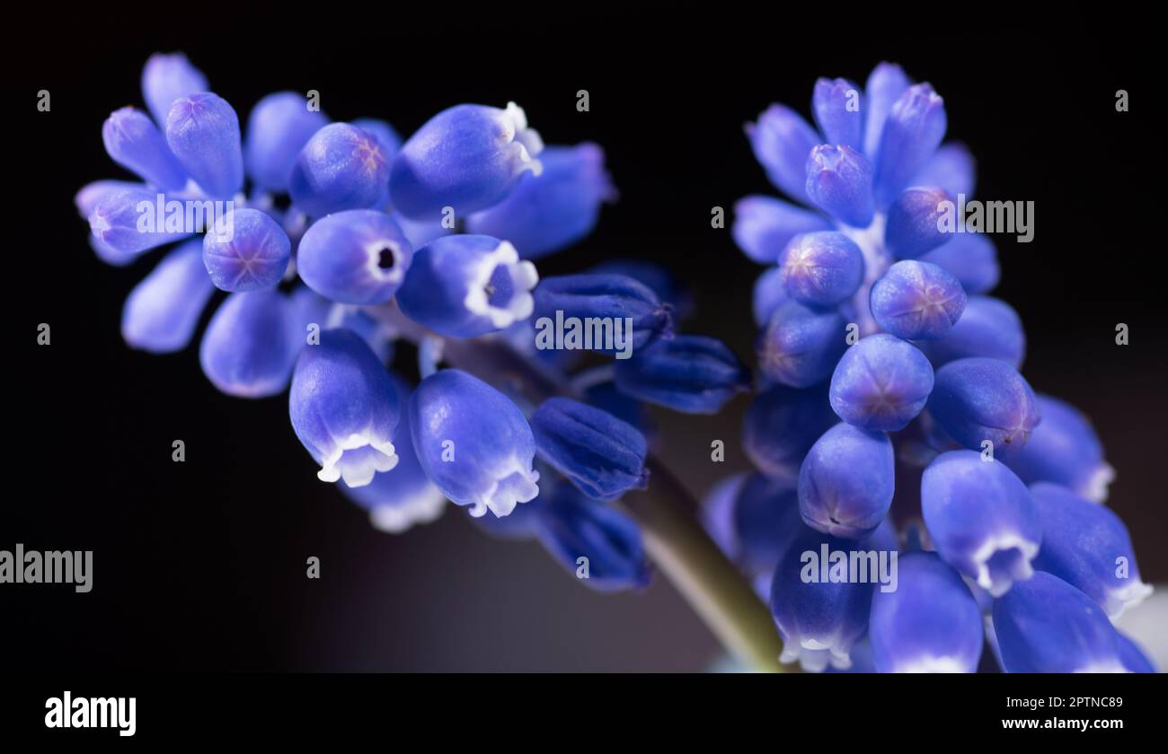 un bellissimo fiore di colore blu, foto macro di muscari azzurro. Stock Photo