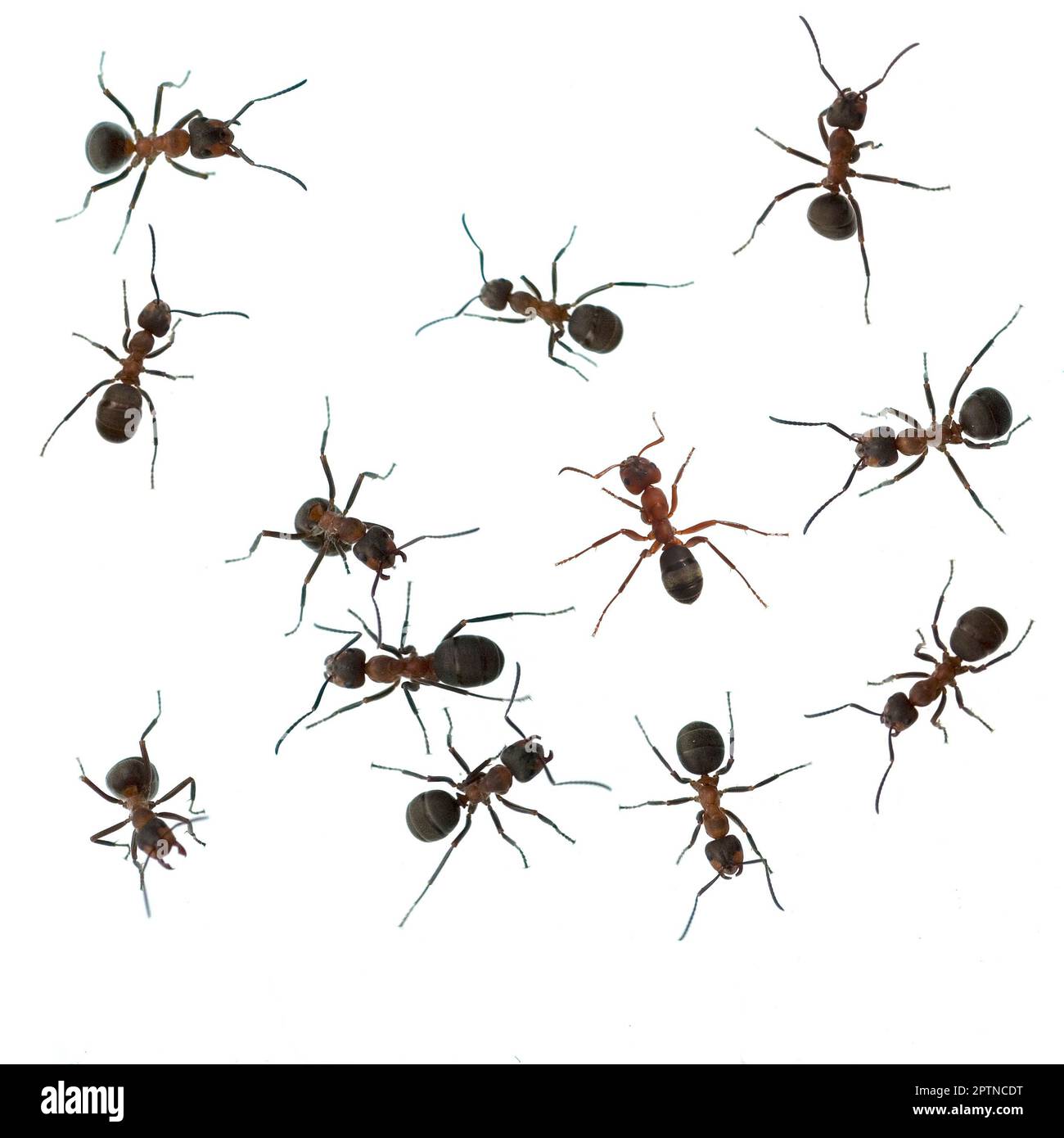 Ant trail formica hi-res stock photography and images - Alamy