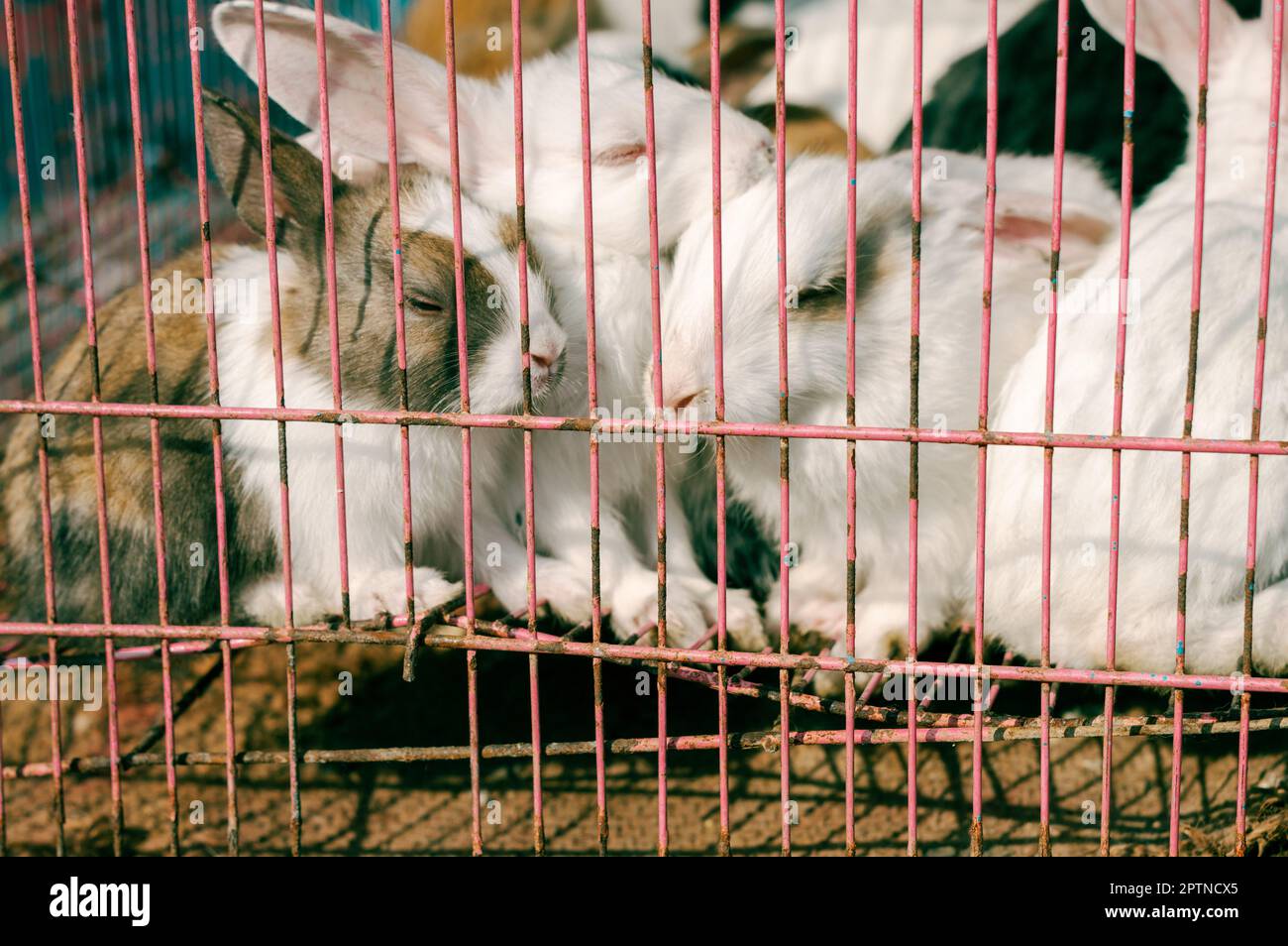 Animals in hotsell small cages