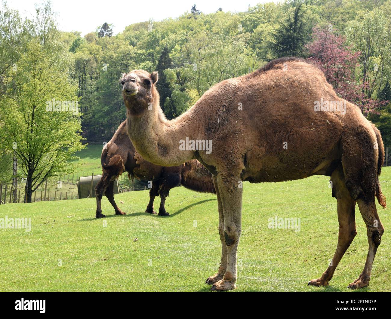 Das Dromedar, Camelus dromedarius, auch als Einhoeckriges oder Arabisches Kamel ist