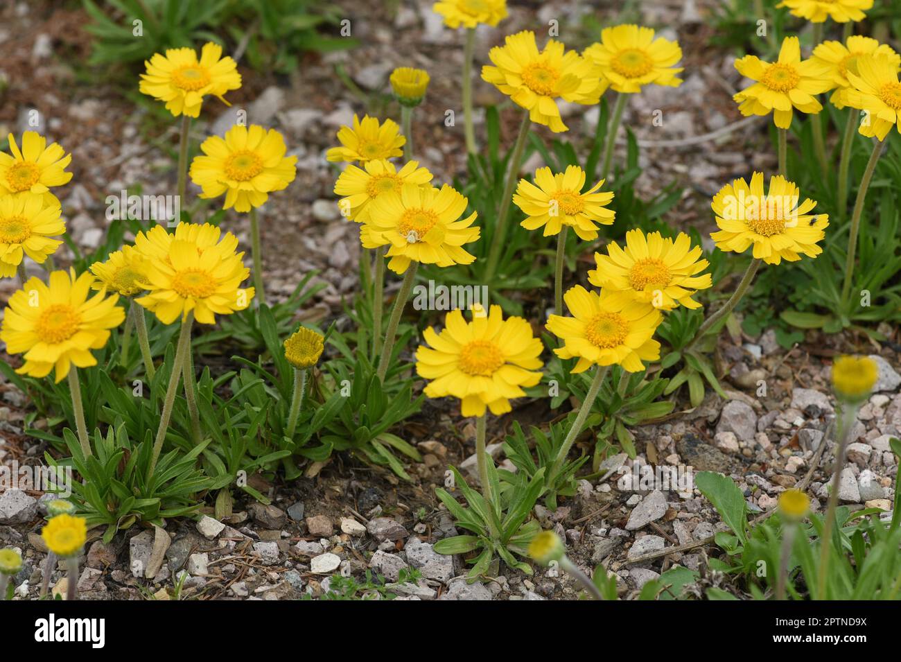 Tetraneuris acaulis ist eine nordamerikanische Bluetenpflanzenart aus der Familie der Sonnenblumen. Tetraneuris acaulis is a North American species of Stock Photo