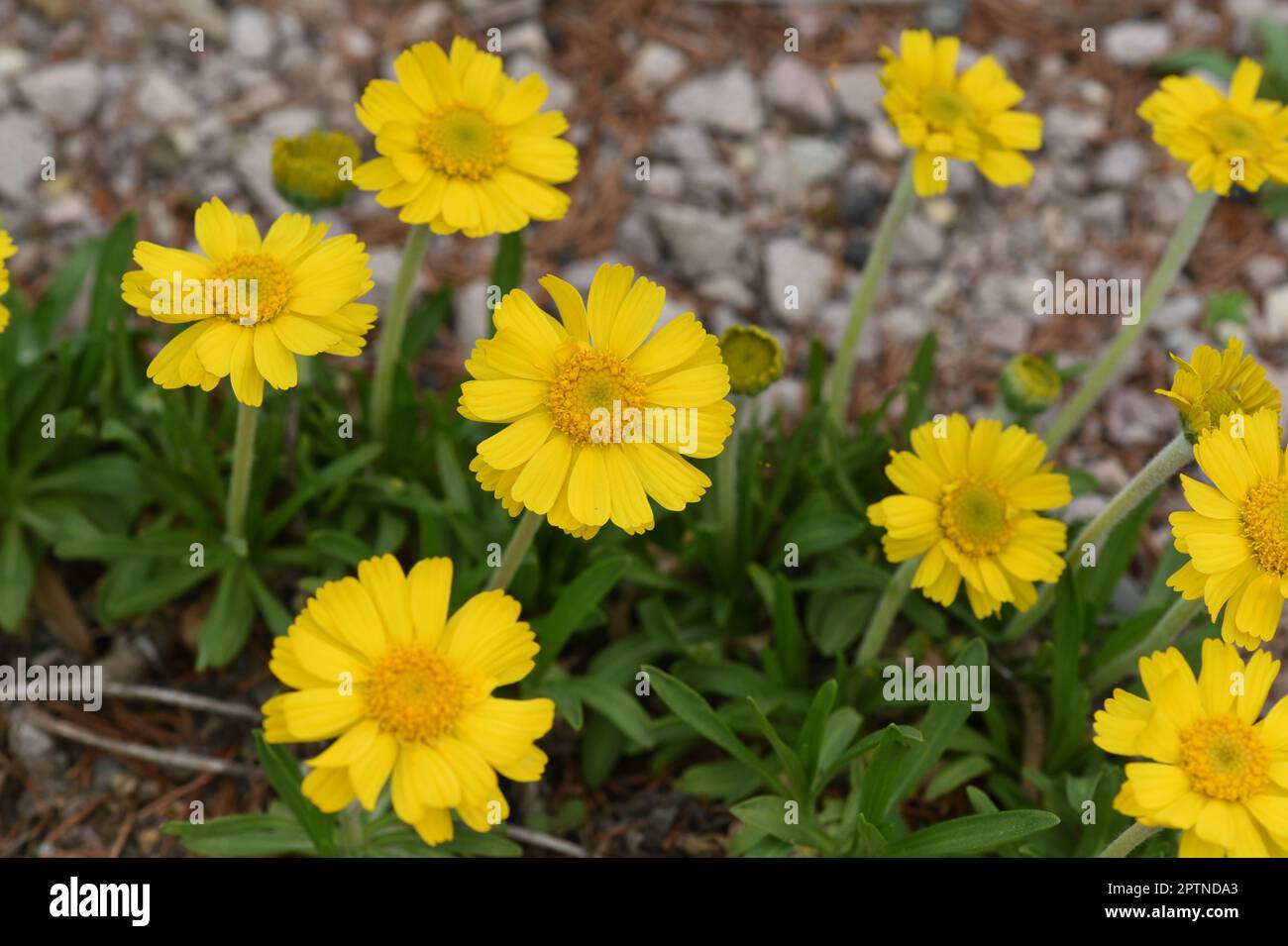 Tetraneuris acaulis ist eine nordamerikanische Bluetenpflanzenart aus der Familie der Sonnenblumen. Tetraneuris acaulis is a North American species of Stock Photo