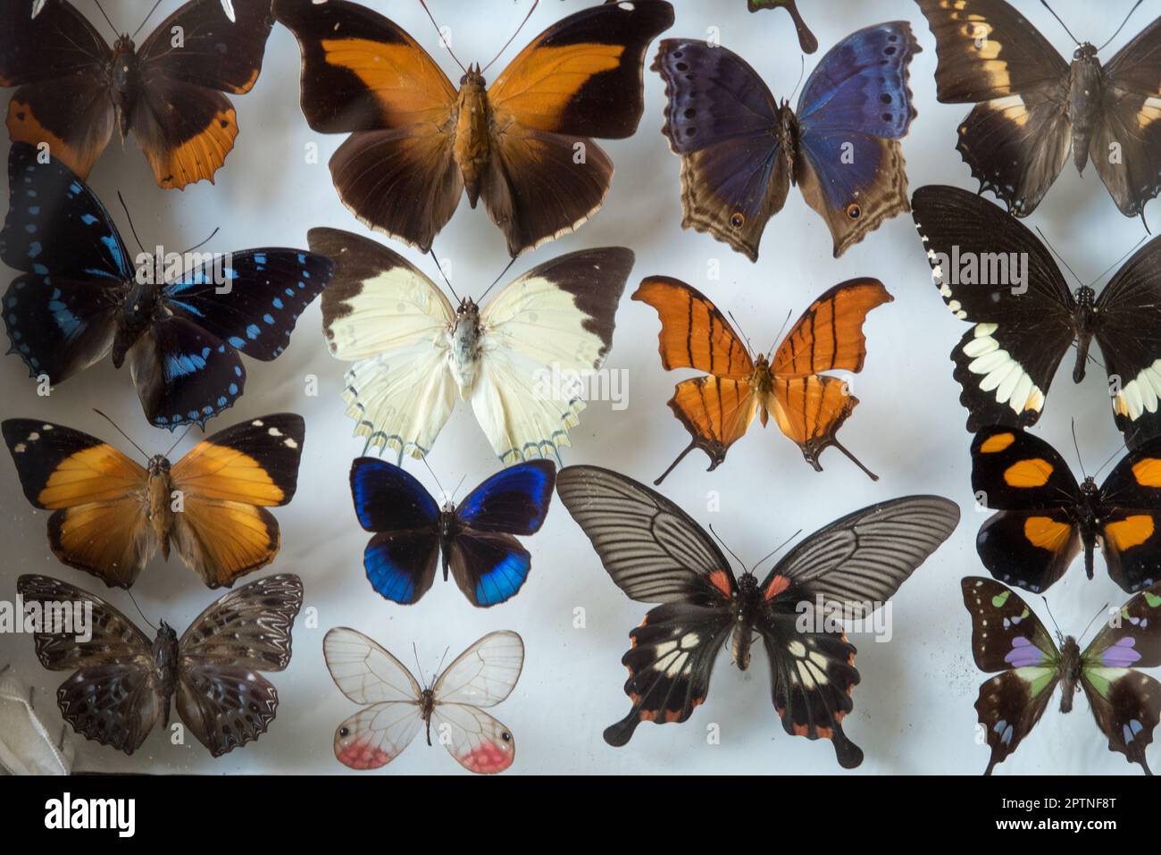 una splendida vetrina con farfalle tropicali puntate, collezione di farfalle tropicali Stock Photo