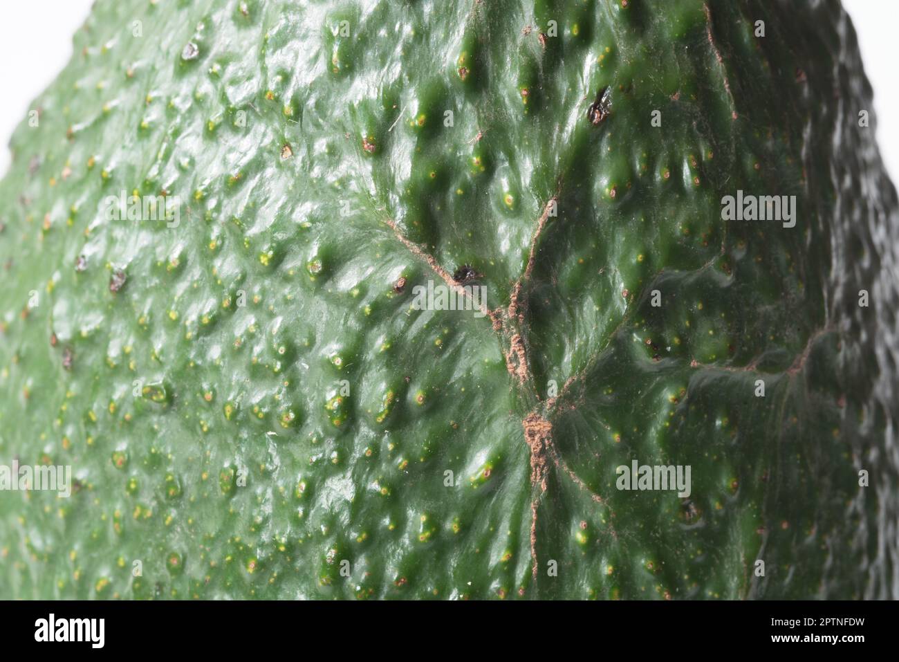 texture creata con la buccia di avocado, il dettaglio dell'avocado, un bel frutto verde Stock Photo