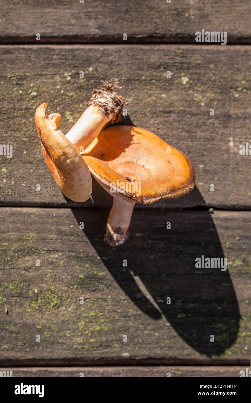 Saffron milk caps or lactarius deliciosus. Mushrooms placed over wooden picnic table Stock Photo