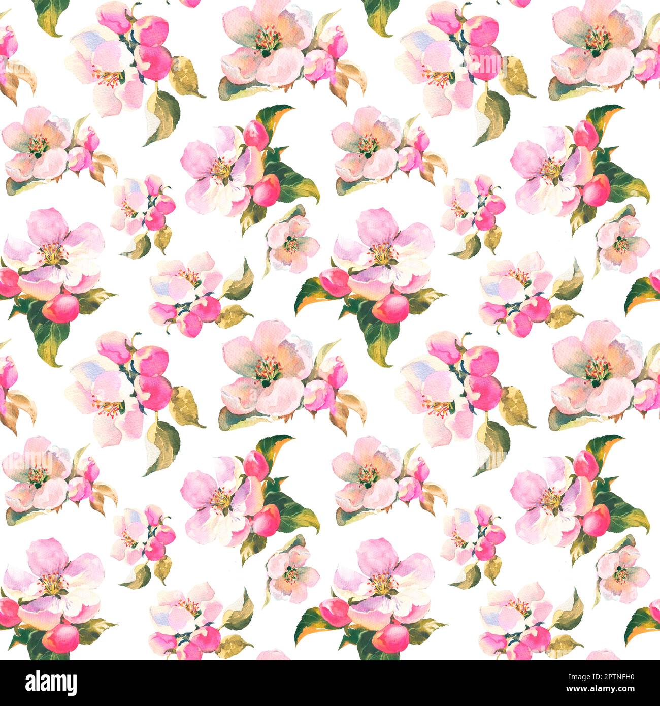 Seamless pattern with blooming apple tree branches on white. Floral ...