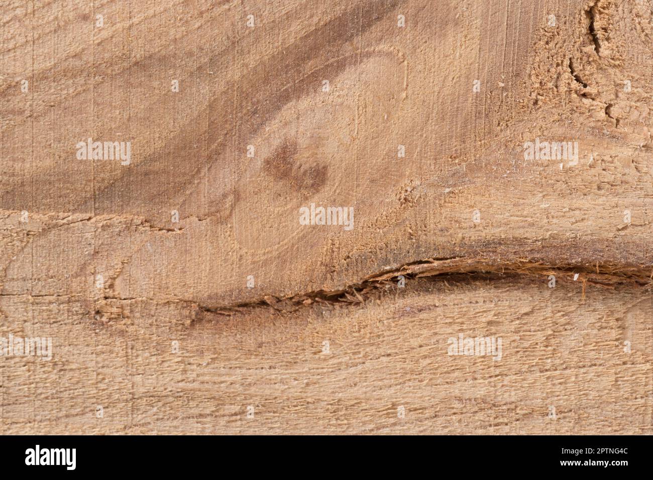 Pannello in Legno Microlamellare di Faggio mm 40 baubuche