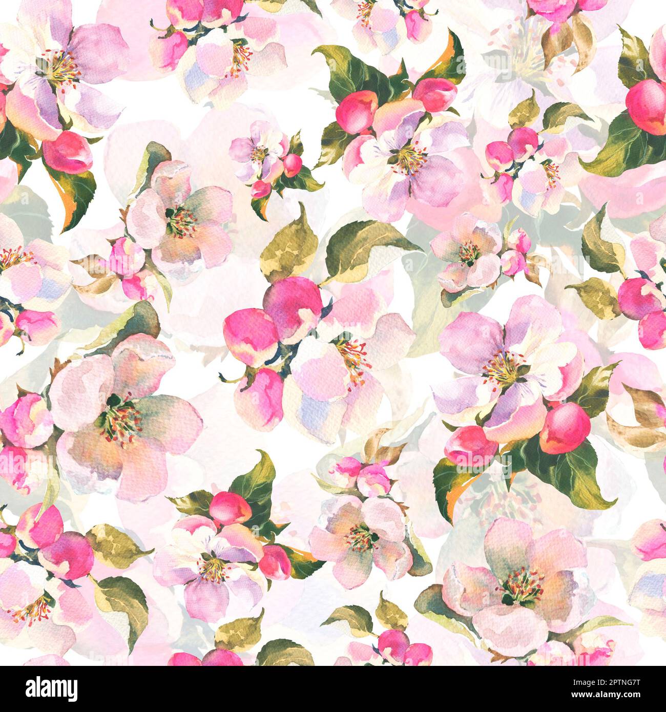 Seamless pattern with blooming apple tree branches on white. Floral ...