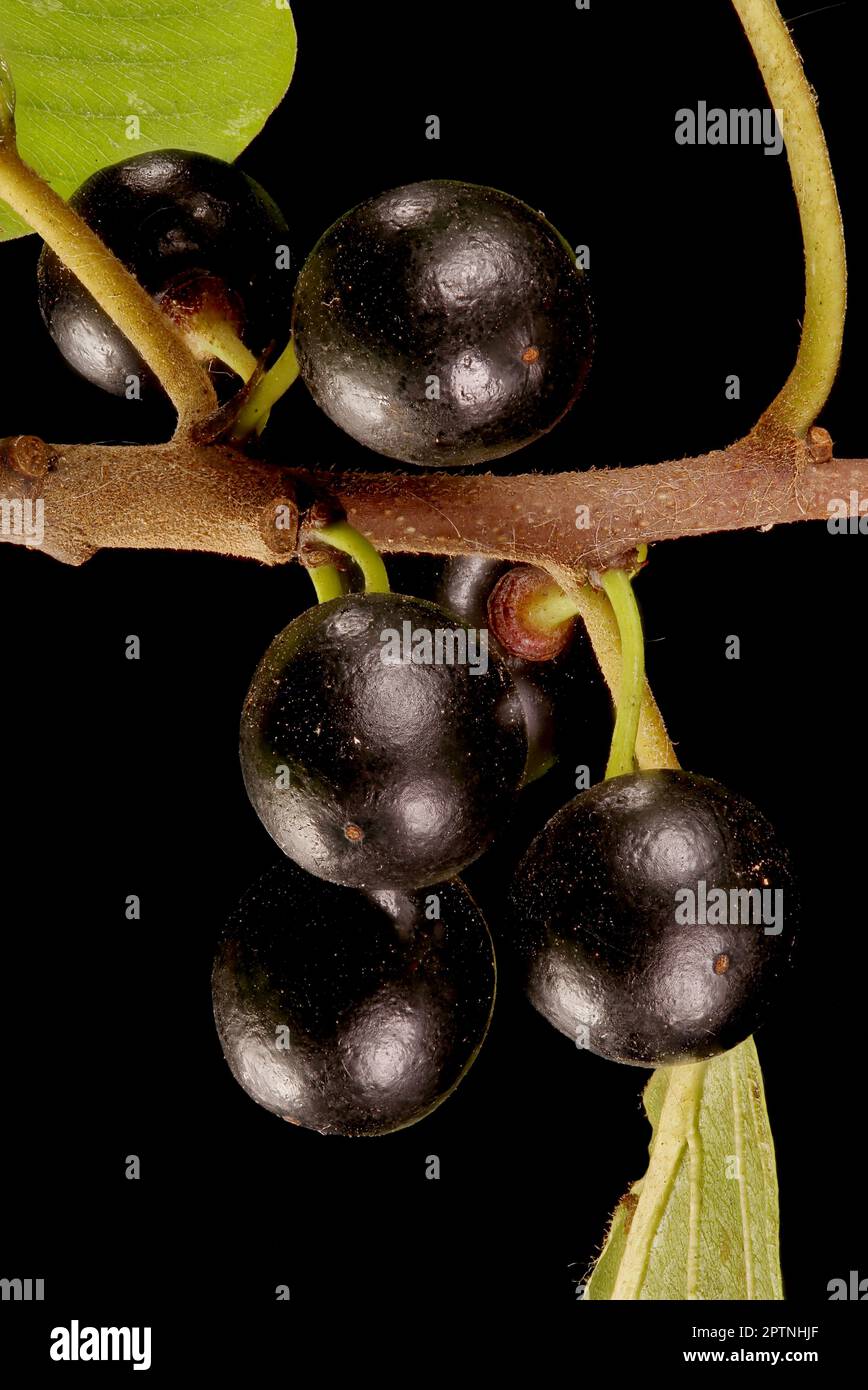 Alder Buckthorn (Frangula alnus). Fruit Closeup Stock Photo