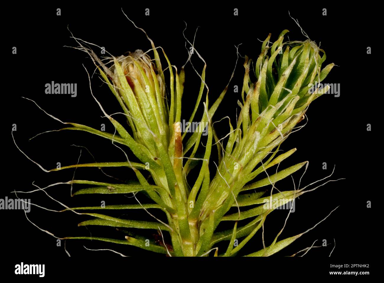Stag's-Horn Clubmoss (Lycopodium clavatum). Gemmiferous Branch Closeup Stock Photo