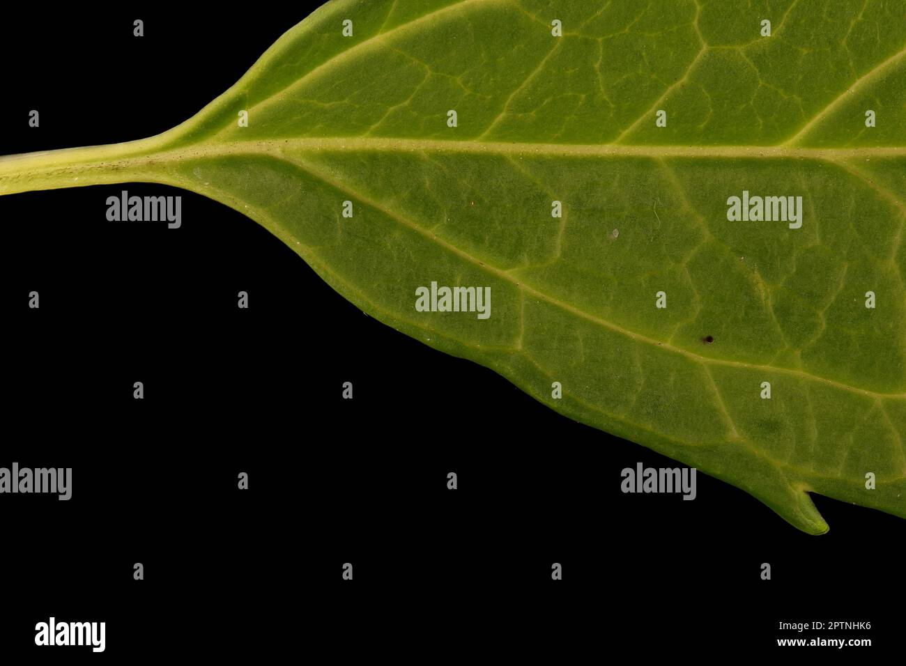 Garden Forsythia (Forsythia x intermedia). Leaf Base Closeup Stock Photo
