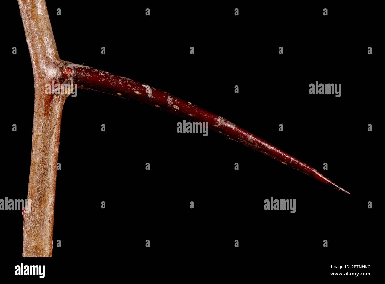 Fan-Leaved Hawthorn (Crataegus flabellata). Thorn Closeup Stock Photo