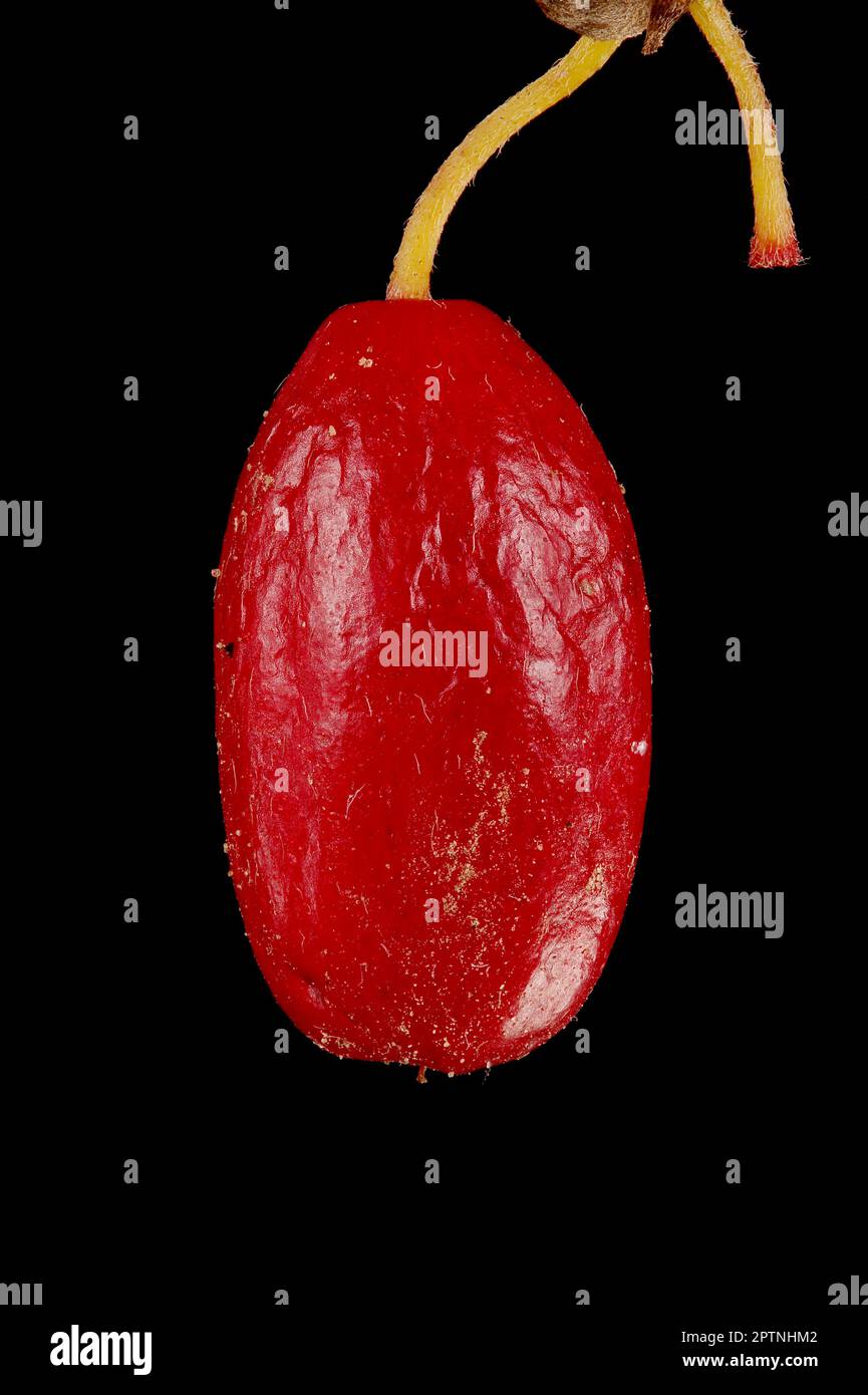 Cornelian Cherry (Cornus mas). Fruit Closeup Stock Photo