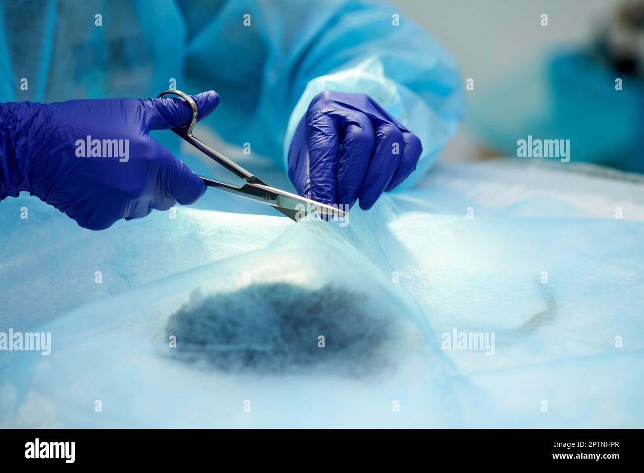 Doctor, vet making surgery with ill rat on surgical table in vet clinic