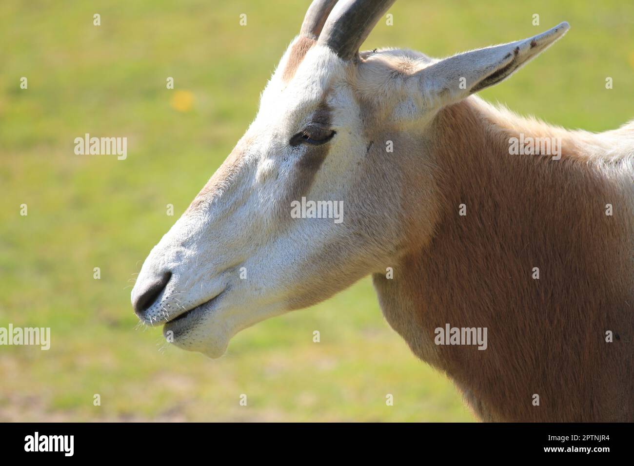 Scimitar oryx Stock Photo