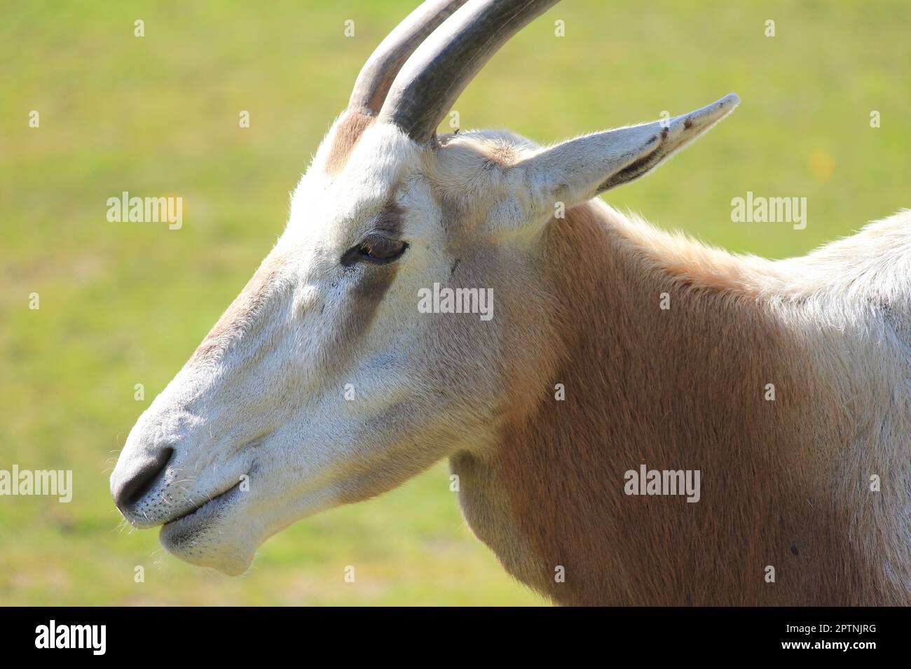 Scimitar oryx Stock Photo