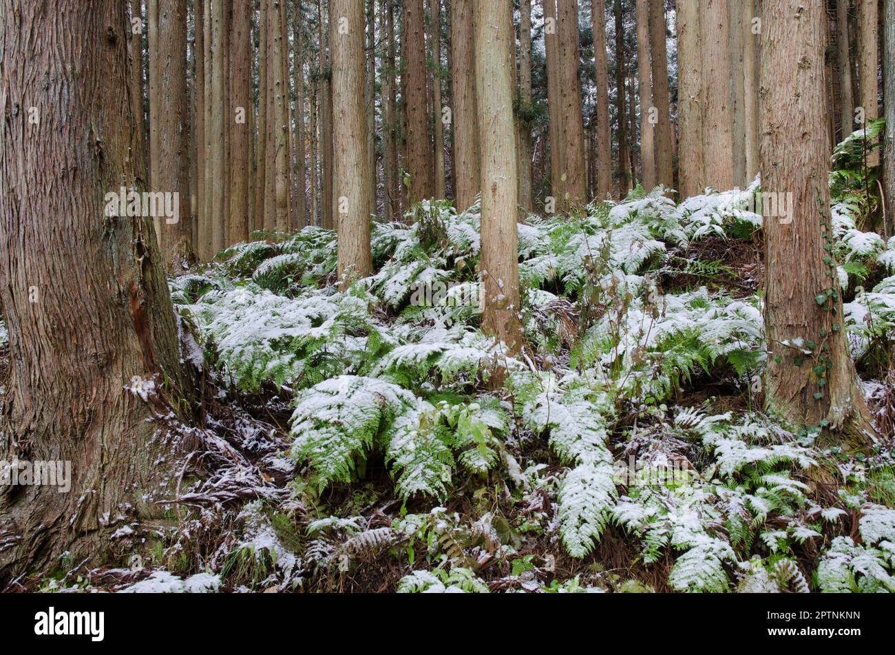 Forest of Japanese cedar Cryptomeria japonica. Joshinetsu Kogen National Park. Chubu Region. Japan. Stock Photo