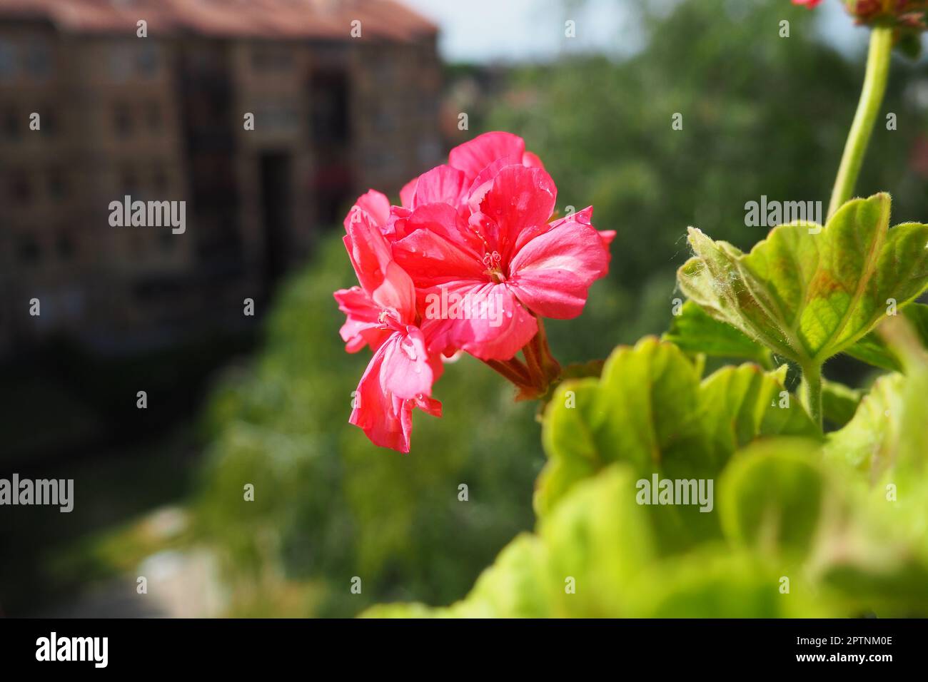 pink zonal geraniums on the windowsill. Pelargonium peltatum is a species of pelargonium known by the common names Pelargonium grandiflorum. Cranesbil Stock Photo