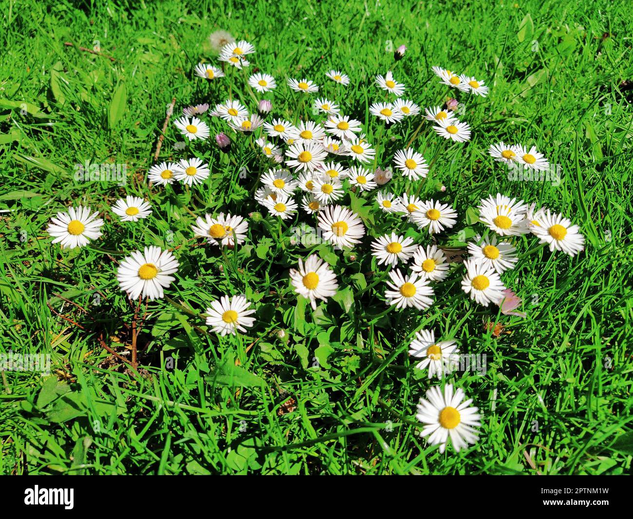 Daisy or ox-eye daisy, Bellis is a genus of perennial plants from the Asteraceae family. Small herbaceous plants, Daisy perennial Bellis perennis. Gre Stock Photo
