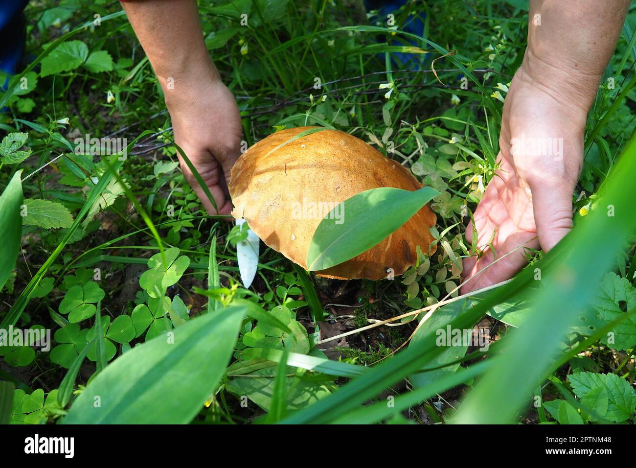 Boletus, aspen, redhead, a species of mushrooms of the genus Leccinum Obabok Leccinum. An orange red brown hat and blue-colored mushroom pulp on the c Stock Photo