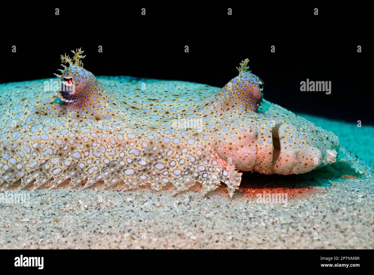 Peacock flounder Bothus mancus Stock Photo Alamy