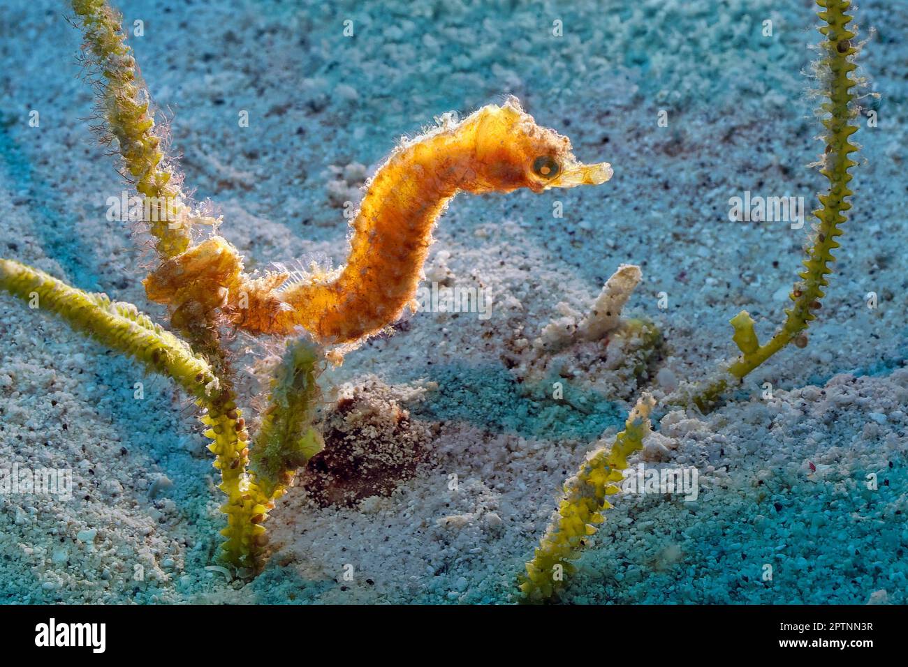Spotted seahorse (juvenile) - Hippocampus kuda Stock Photo
