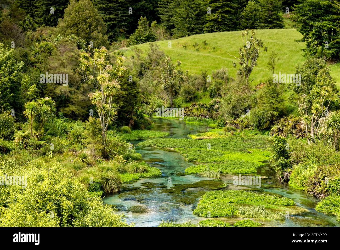 The Blue Spring in the Waikato Region of the North Island of New Zealand Stock Photo