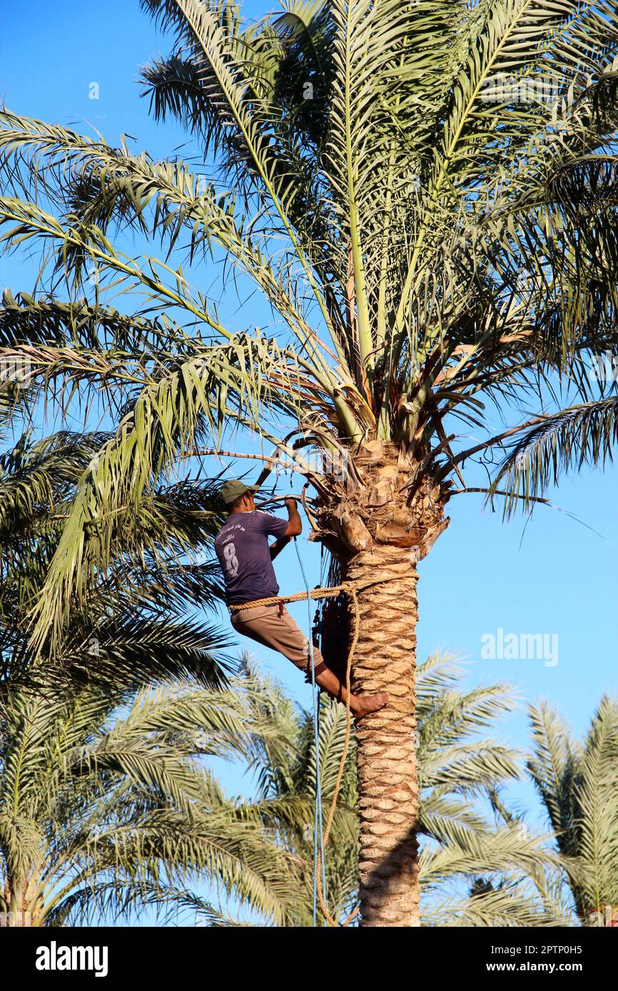 Man harvesting dates on palm trees. Man cut clusters of dates hanging