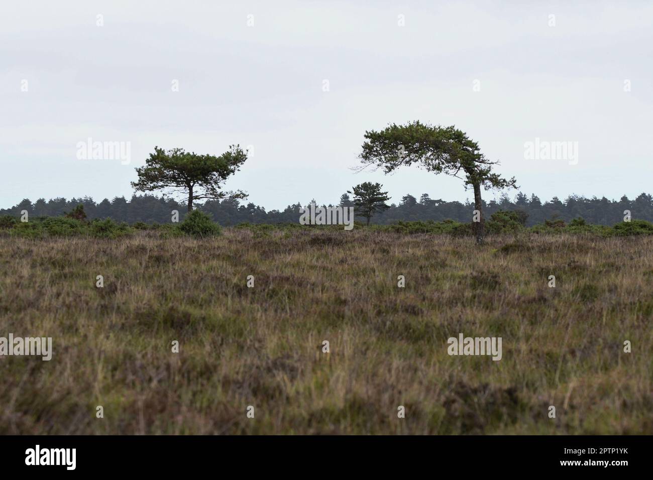 Hikers in the new forest hi-res stock photography and images - Alamy