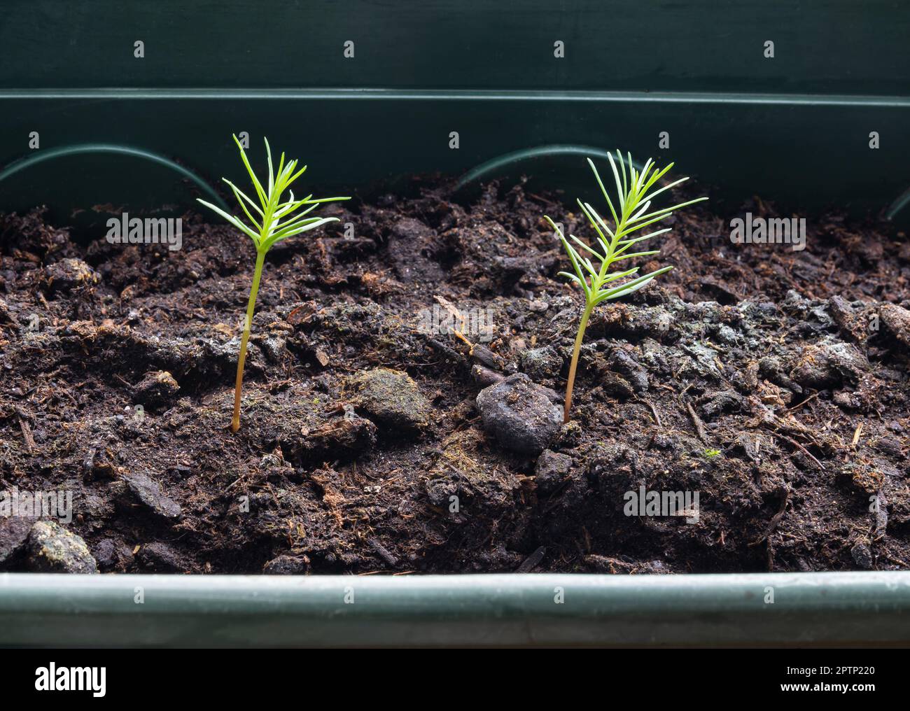 Close up of young sequoia tree seedlings, growing giant sequoia trees from the seed at home Stock Photo