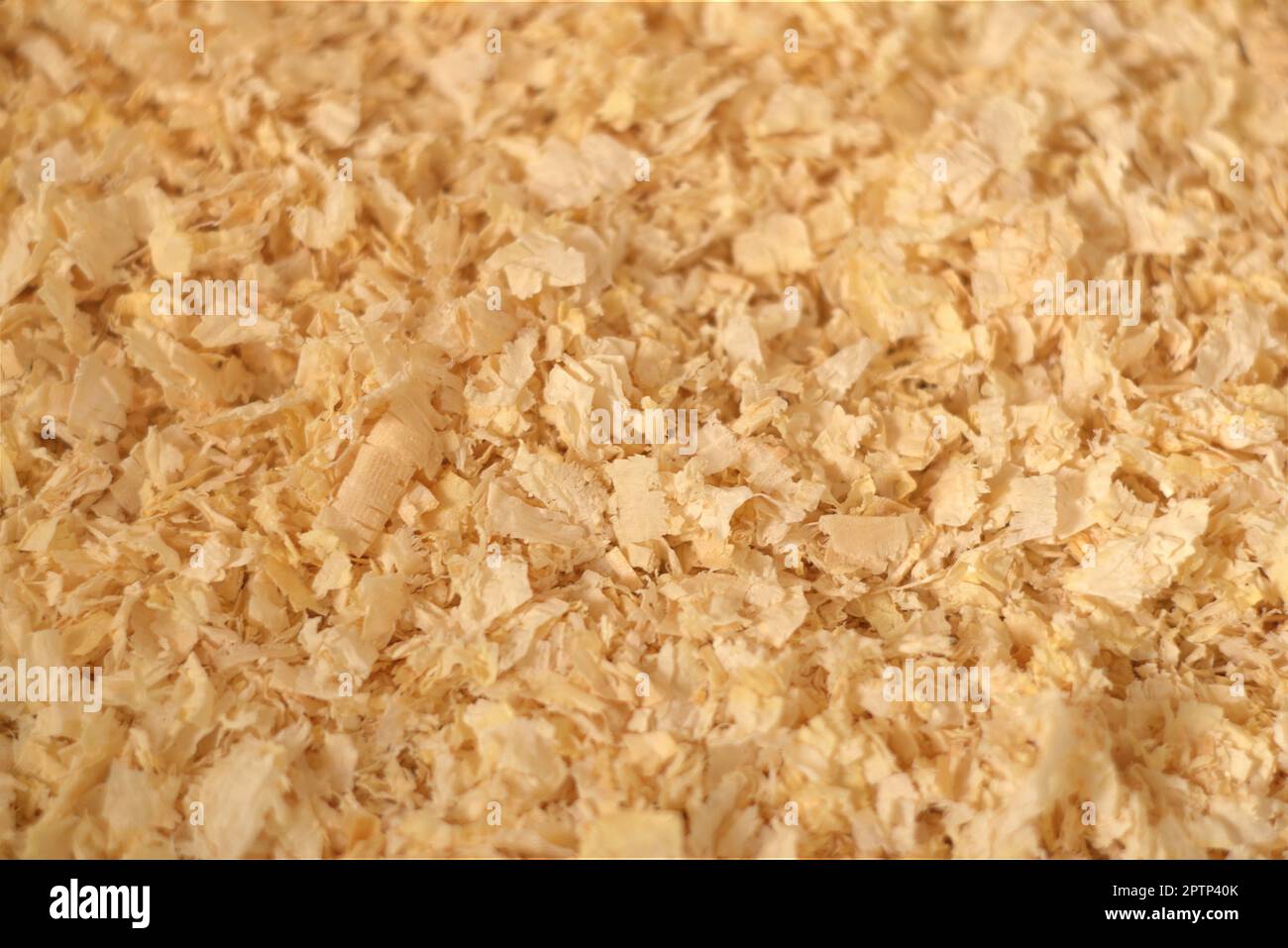 Close up texture of pine wood shavings, used as pet litter Stock Photo