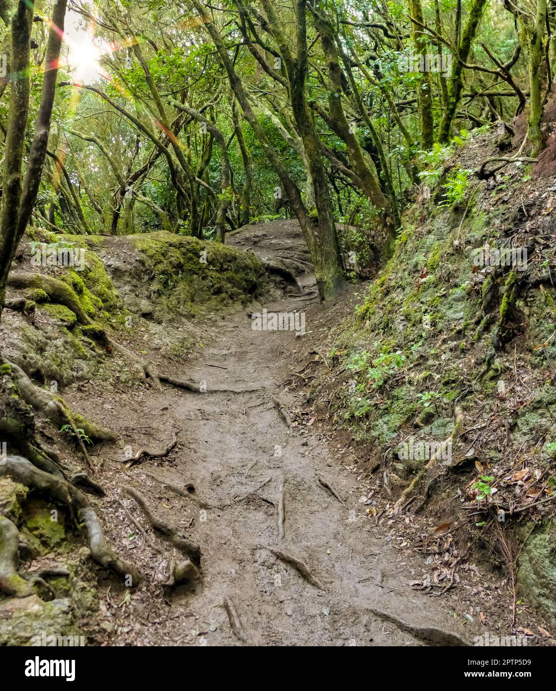 Footpath around Mirador de la Cruz del Carmen at Tenerife, Canary ...