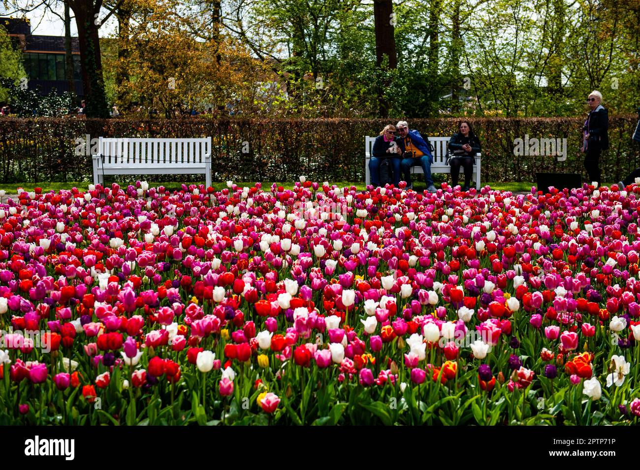 Dutch Floriculture April 23rd, Lisse. Keukenhof is also known as the Garden of Europe one ...