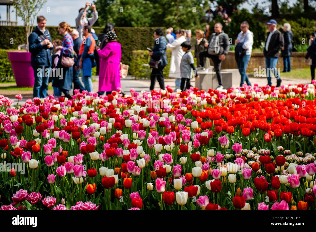 Dutch Floriculture April 23rd, Lisse. Keukenhof is also known as the Garden of Europe one ...