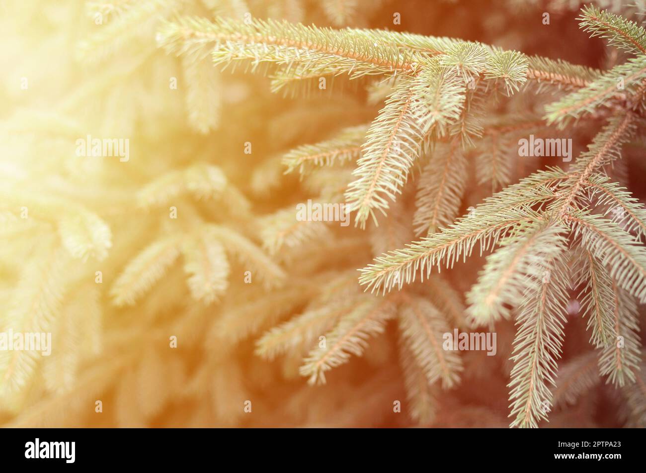 Branches of blue fir close up. Blue or prickly spruce Picea pungens - representative of the genus Spruce from the Pine family Stock Photo